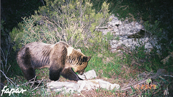 12/05/2002, Belmonte. Encarna rebusca insectos entre las piedras