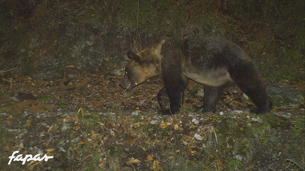 08/09/2010.  Pasa por delante de la cámara mostrando sus dos perfiles. Impresiona la tremenda cicatriz que le dejó el lazo