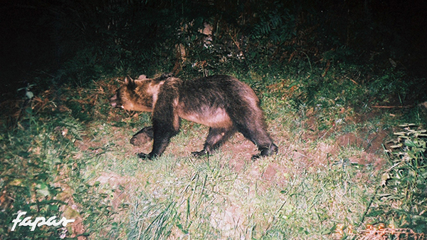 31/07/2008. Este año aparece sin crías, y con una especie de verruga en el lado izquierdo de la cara.