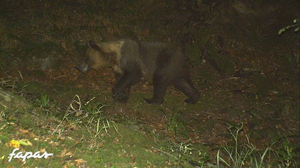 9/08/2012. Tras un celo muy activo, se mueve buscando comida. Y sorpresa... parece que ya no tiene verruga.