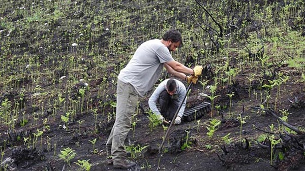 Enero 2017. La plantación se realiza manualmente, sobre  el suelo ennegrecido aún por el incendio