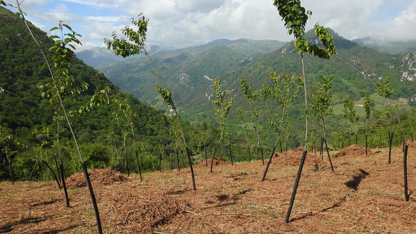 Mayo-2017. La plantación queda terminada y pronto será un verdadero bosque