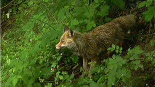 ASTURIAS PLANEA CREAR UNA JUNTA DE EXTINCIÓN DE ALIMAÑAS