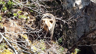 HA TERMINADO EL INVIERNO,  SE INICIA LA ACTIVIDAD DE LOS OSOS