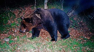 2ª PARQUE NATURAL DE SOMIEDO 30 AÑOS DE HISTORIA DE CONSERVACIÓN DEL OSO PARDO