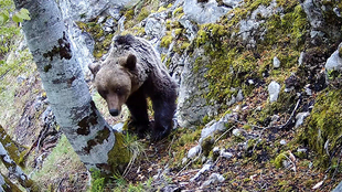 1 EL TRABAJO DE SEGUIMIENTO DEL OSO