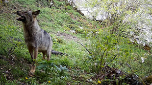 LA CIENCIA Y LA INVESTIGACIÓN DEFIENDEN  AL LOBO