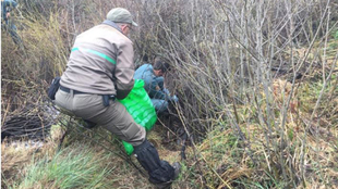 UN NUEVO OSO MUERTO EN PALENCIA