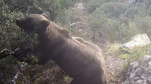 OSOS EN LOS ENCINARES CANTÁBRICOS