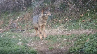 HABLEMOS DEL LOBO