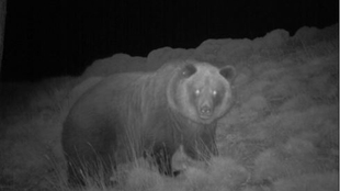 ONGs DE ESPAÑA Y FRANCIA PIDEN A LA U.E. LA  PROTECCIÓN DEL OSO EN PIRINEOS