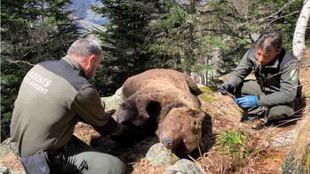 EL PROCESO JUDICIAL DEL OSO CACHOU SE PONE DE NUEVO EN MARCHA 