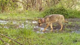 DENUNCIAMOS ANTE EL MINISTERIO EL TRAMPEO DE LOBOS EN ASTURIAS