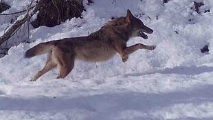 UBICAR AL LOBO EN EL LUGAR ECOLÓGICO QUE LE CORRESPONDE